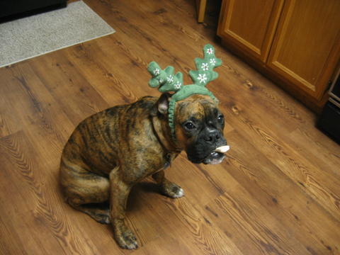 More reindeer