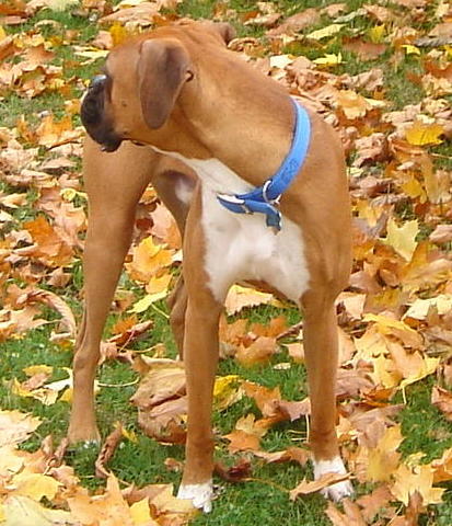 More Rocky in the leaves.
