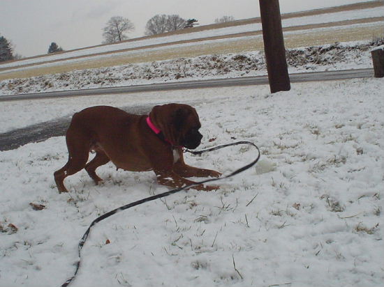 more snow again