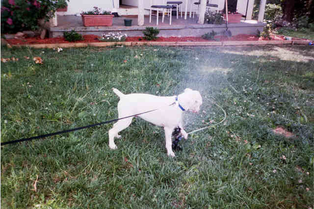 More sprinkler fun