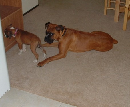 More Teutles and Dixie