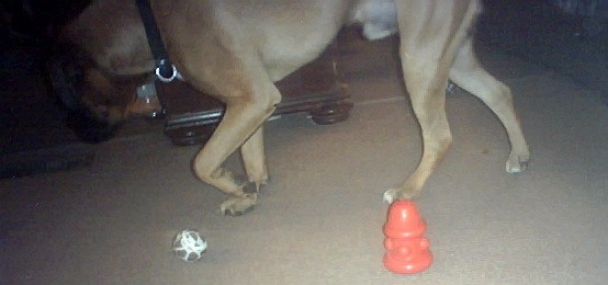 MORE TOYS!