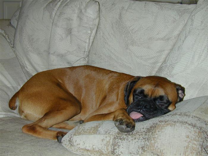 More Ziggy catching some Z's
