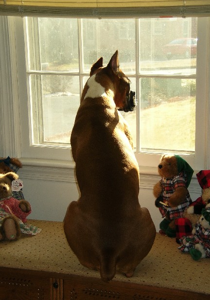 Morning Lookout