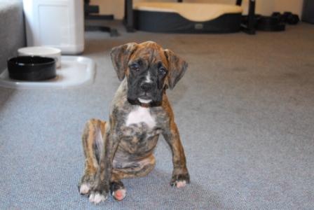 Mortie_8_weeks