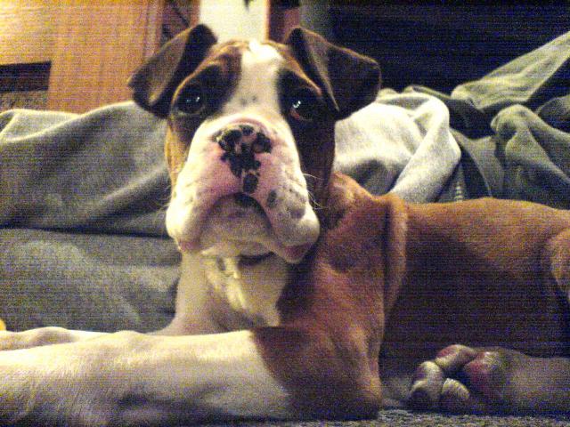 Moses