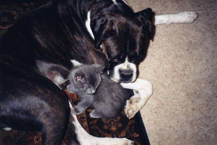 Motherly love