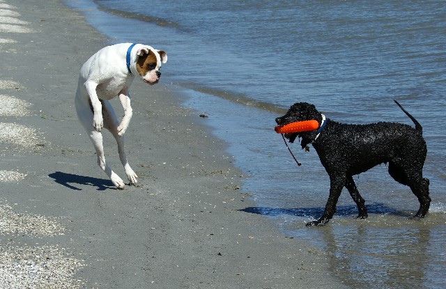 Moto and Tara playing at the beach.