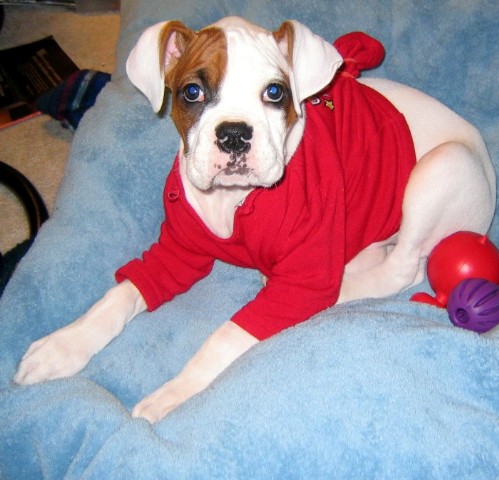 Moto at 10 weeks