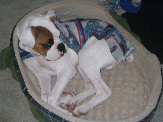 Moto enjoying his new bed