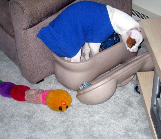 Moto in his toy box