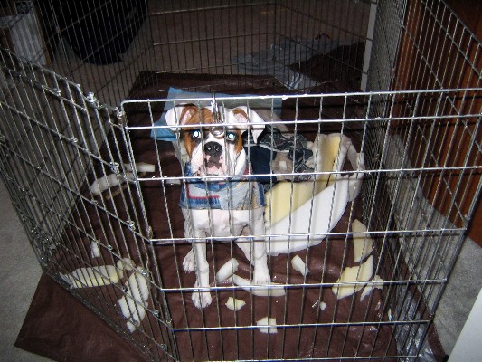 Moto with his destroyed bed. :(