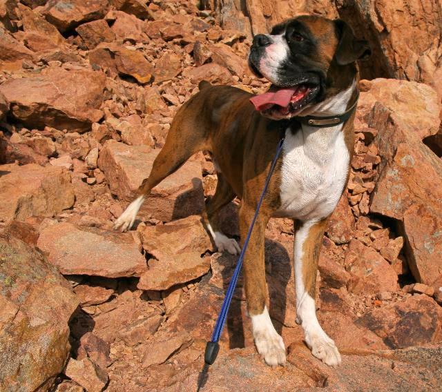 mountain dog
