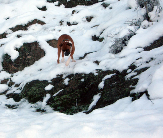 Mountain Goat