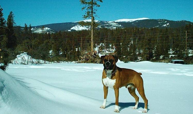 Mountain Snow Dog
