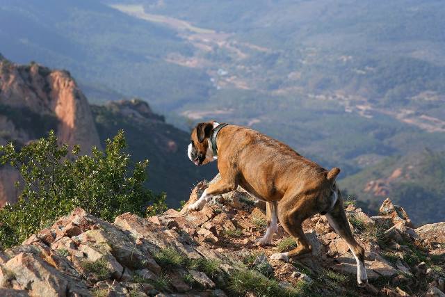 Mountaineer