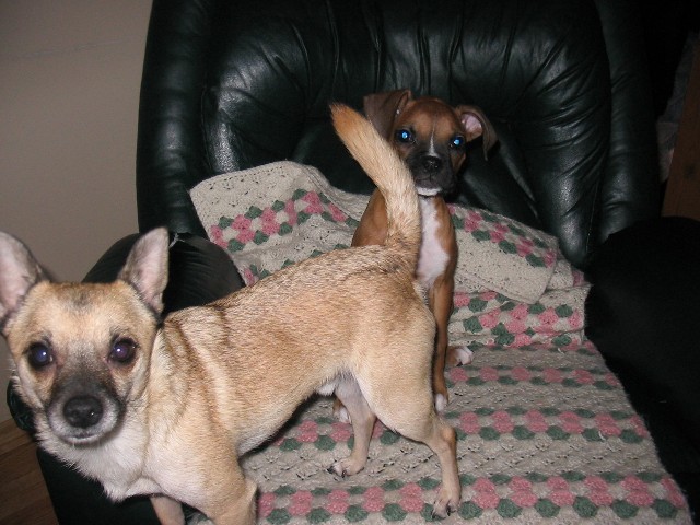 Move your tail..It's blocking my good side!