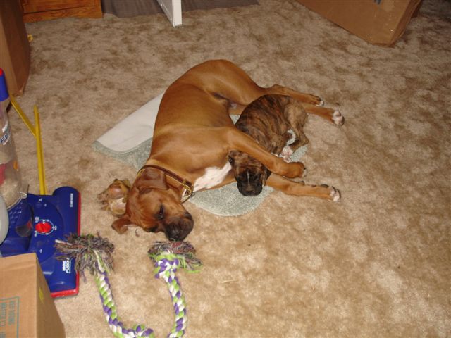 Moving is always easier with a friend!
