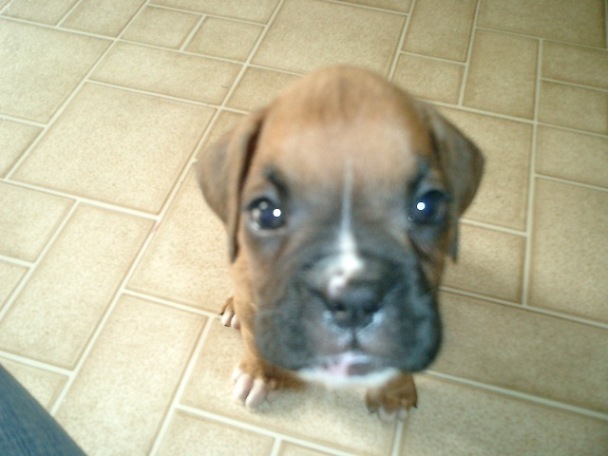 Moxie's Mug Shot