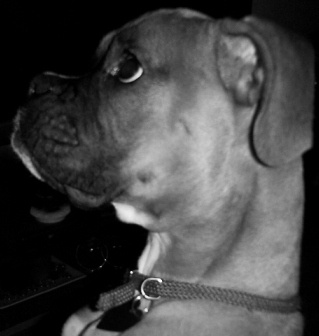 Moxie's profile