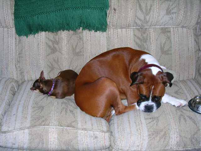 mr. bailey and his pal peanut