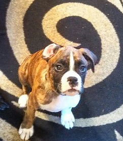 Mr. Bane 12weeks old!