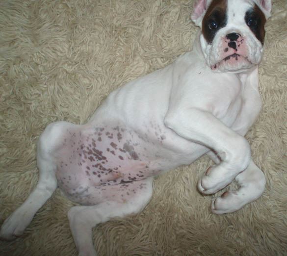 Mr Freckle! Luka 10 Weeks.