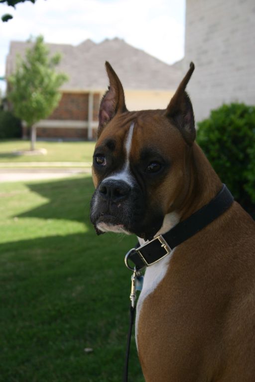 Mr Innocent
