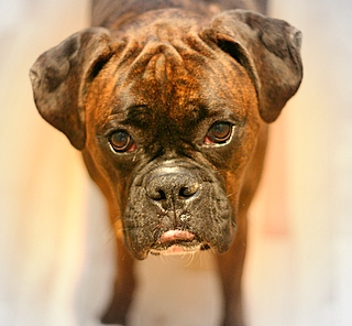 "Mr. Pout"