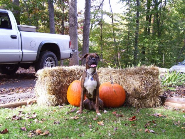 Mr. Pumkin