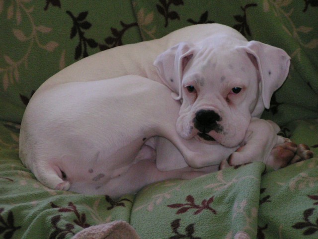Mr Tye