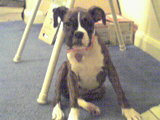 Ms Brandi