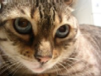 Ms. Kitty