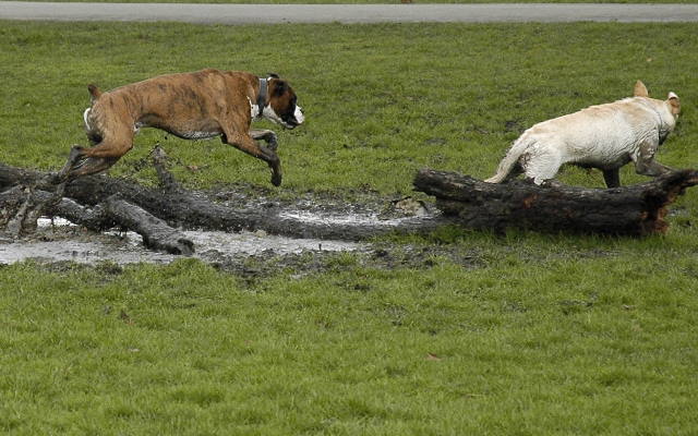 Mud buddies