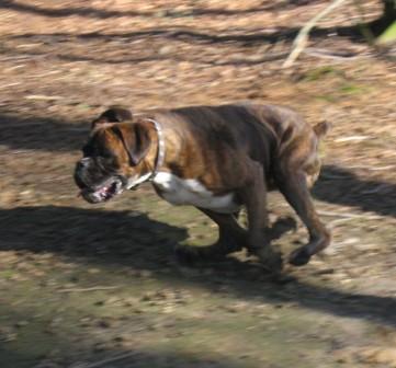 Muffin in action
