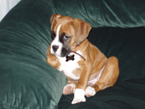 mugsy 2