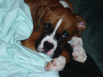 mugsy 3