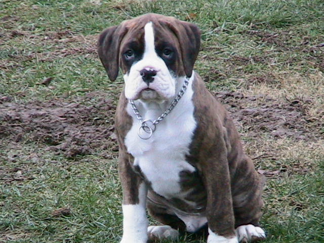 Mugsy