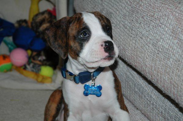 Mugsy