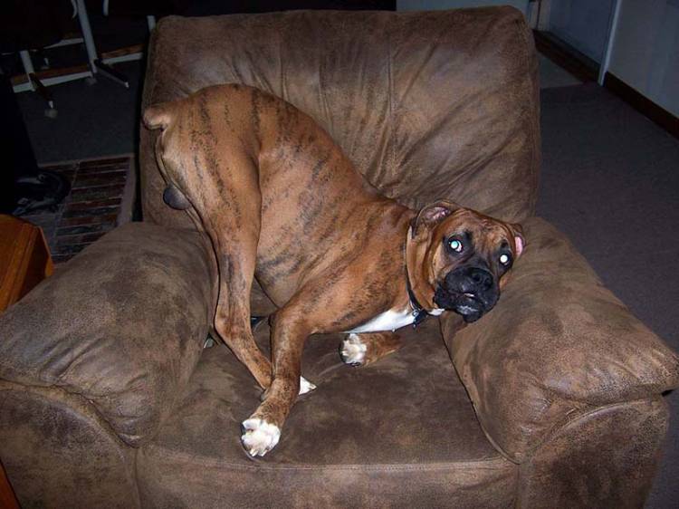Mugsy