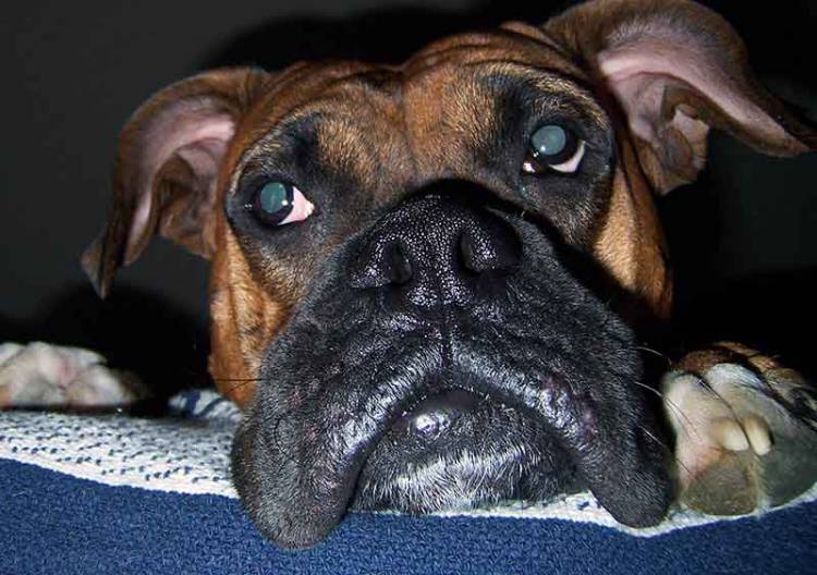 Mugsy