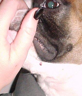 Mugsy's wart
