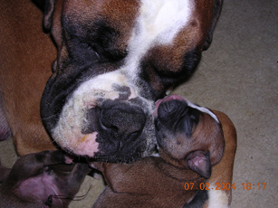 Mum & Pup