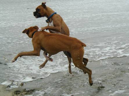 Munin and Bosco Beach 2