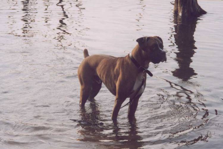 Murphy at the Reservoir