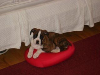 murphy chillin