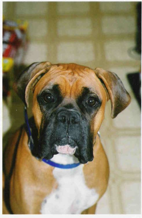 MURPHY DOG