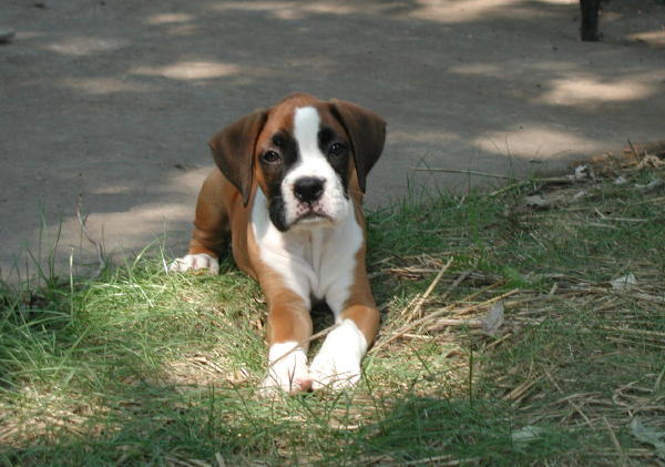 Murphy laying pretty