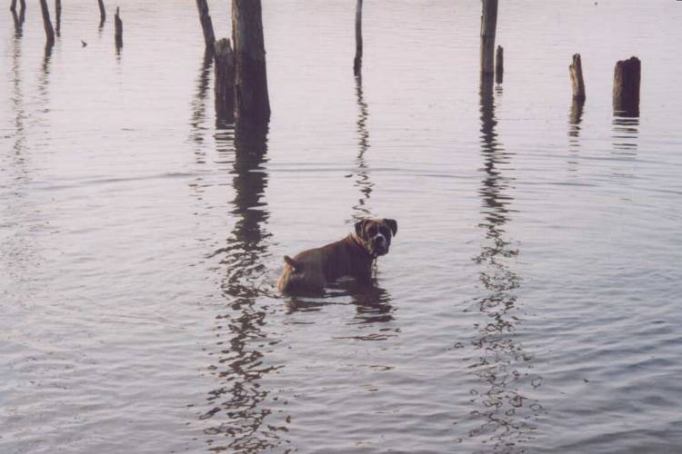 Murphy
