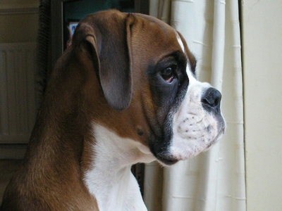murphy
